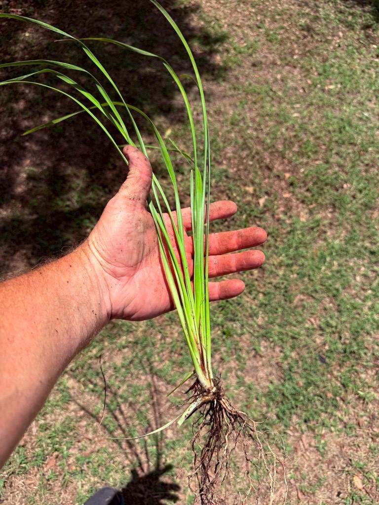 10 Lime Tuff Lomandra Grass Plants | Drought Tolerant, Low Maintenance Landscaping
