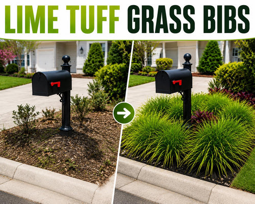 10 Lime Tuff Lomandra Grass Plants | Drought Tolerant, Low Maintenance Landscaping
