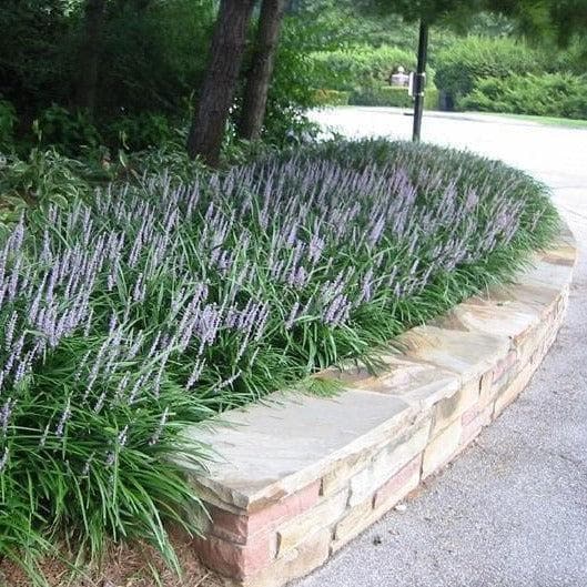 25 Super Blue Liriope Bibs | Hardy Lilyturf | Sun or Shade (Live Bare Root Plants)