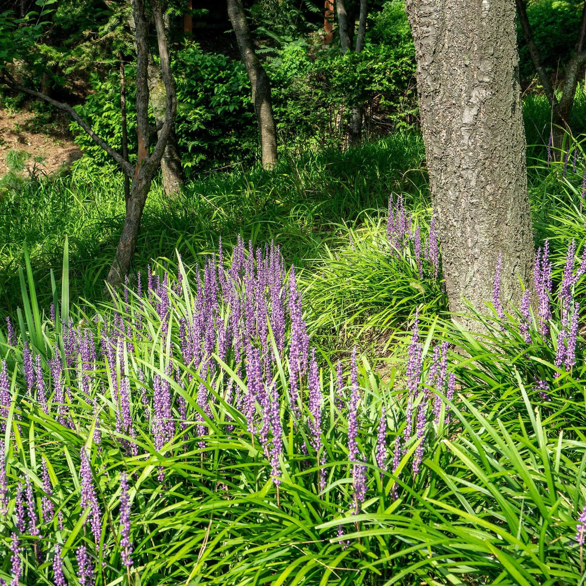 25 Super Blue Liriope Bibs | Hardy Lilyturf | Sun or Shade (Live Bare Root Plants)