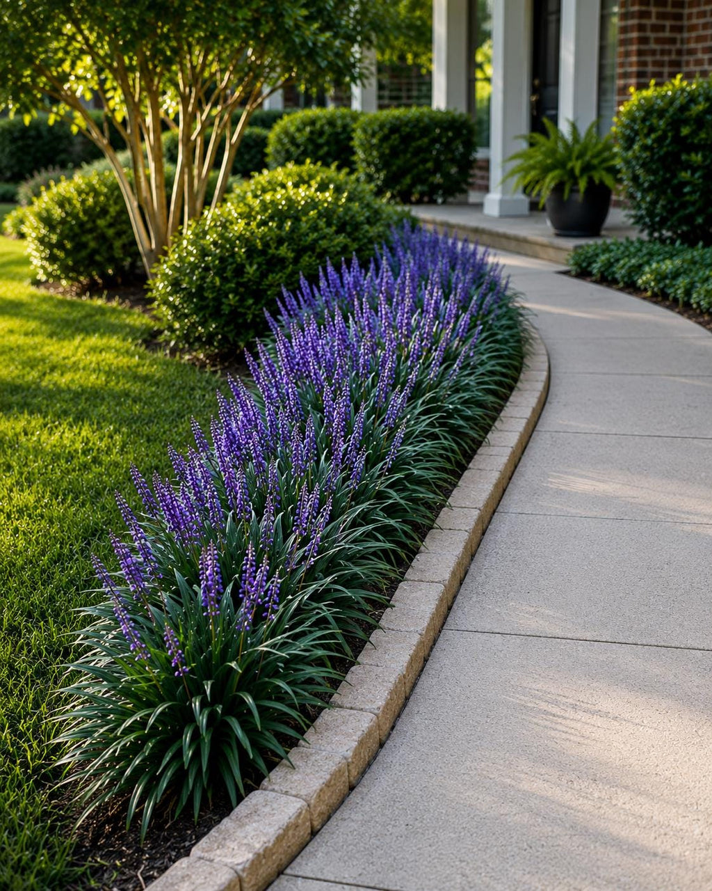 25 Super Blue Liriope Bibs | Hardy Lilyturf | Sun or Shade (Live Bare Root Plants)