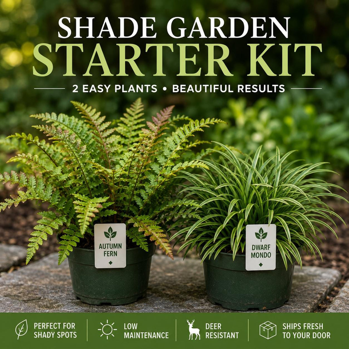 Shade Garden Starter Kit | Dwarf Mondo & Autumn Fern Bundle | Under Trees • Borders • Woodland Landscaping