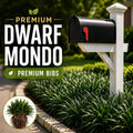 Dwarf Mondo Grass Bibs | Nursery Select Bare Root Plants