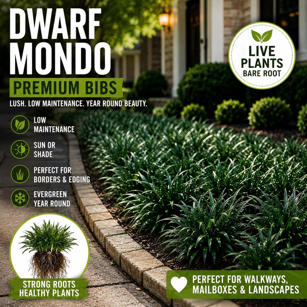 Dwarf Mondo Grass Bibs | Nursery Select Bare Root Plants