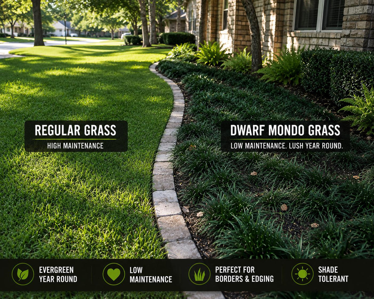 Dwarf Mondo Grass Bibs | Nursery Select Bare Root Plants