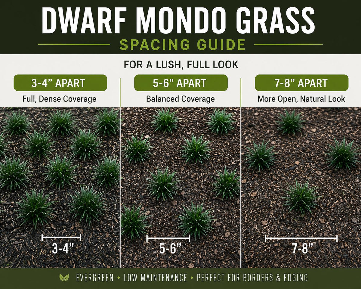 Dwarf Mondo Grass Bibs | Nursery Select Bare Root Plants
