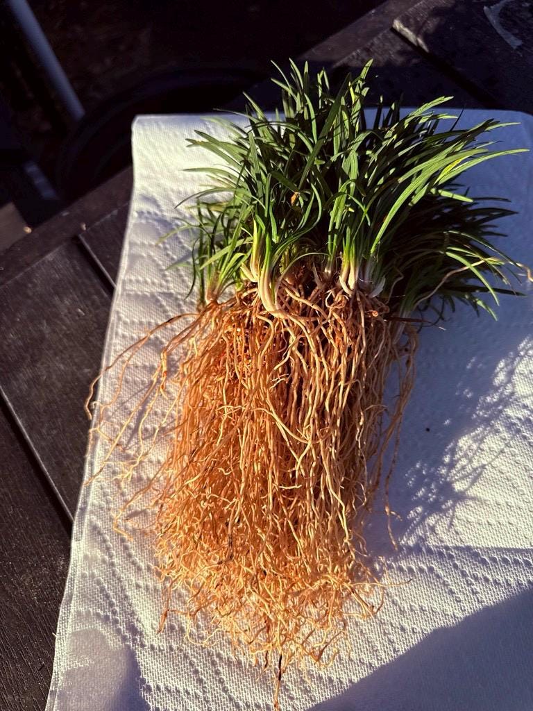 Dwarf Mondo Grass Bibs | Nursery Select Bare Root Plants