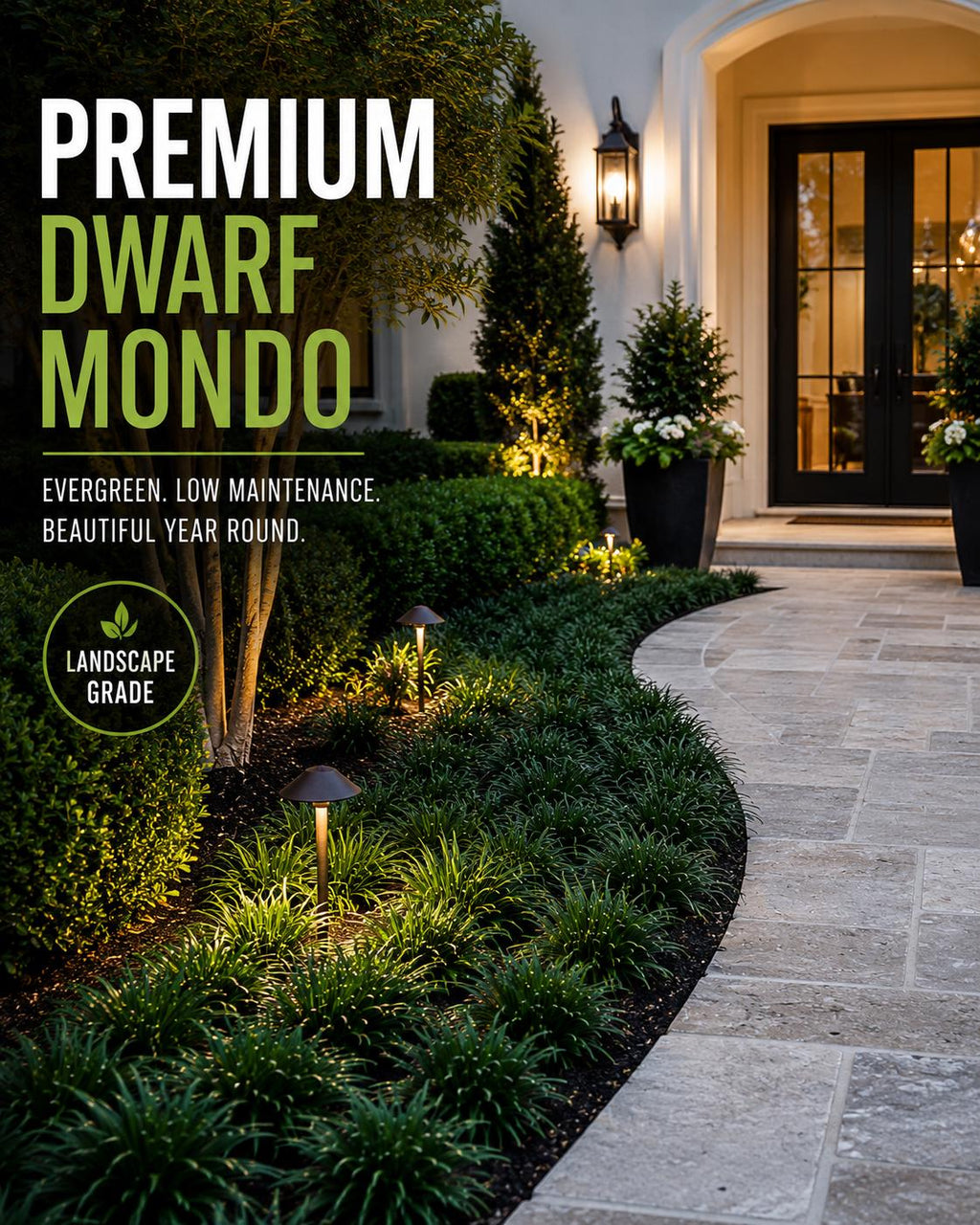 Dwarf Mondo Grass Bibs | Nursery Select Bare Root Plants