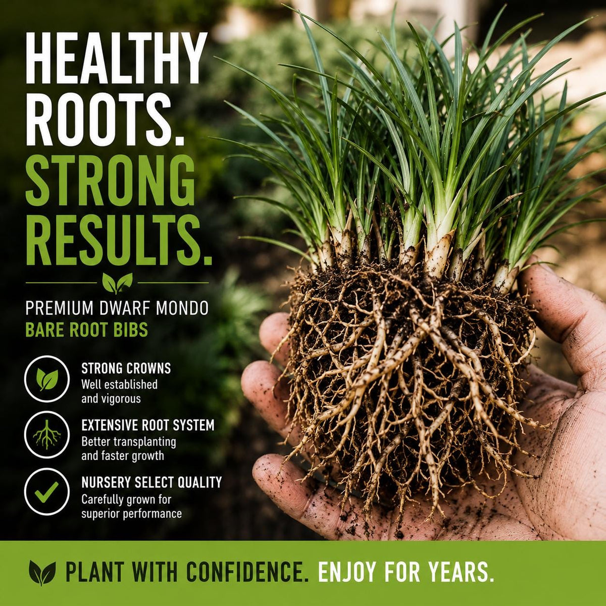 Dwarf Mondo Grass Bibs | Nursery Select Bare Root Plants