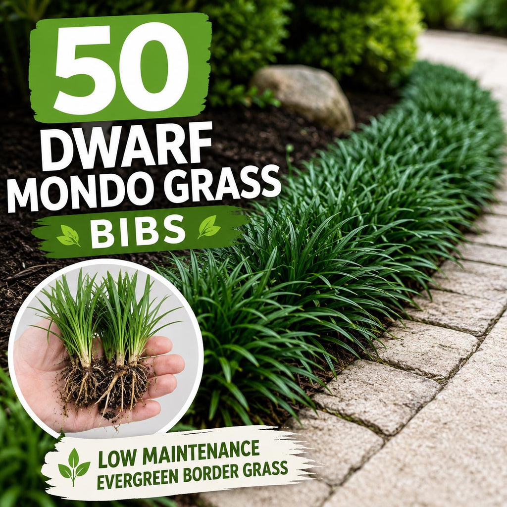 50 Dwarf Mondo Grass Plants | Low Maintenance Evergreen Ground Cover, Shade Border