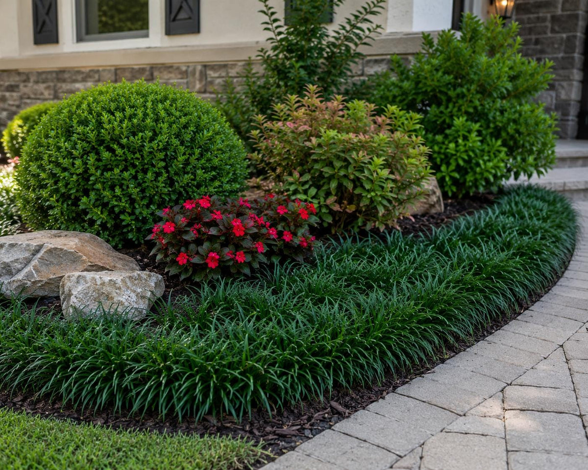 50 Dwarf Mondo Grass Plants | Low Maintenance Evergreen Ground Cover, Shade Border