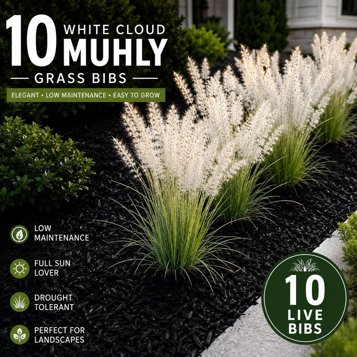 White Muhly Grass 10 Bibs | White Ornamental Grass Plants | Coastal Landscape Accent