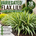 10 Variegated Flax Lily Plants | Evergreen Shade Tolerant Groundcover