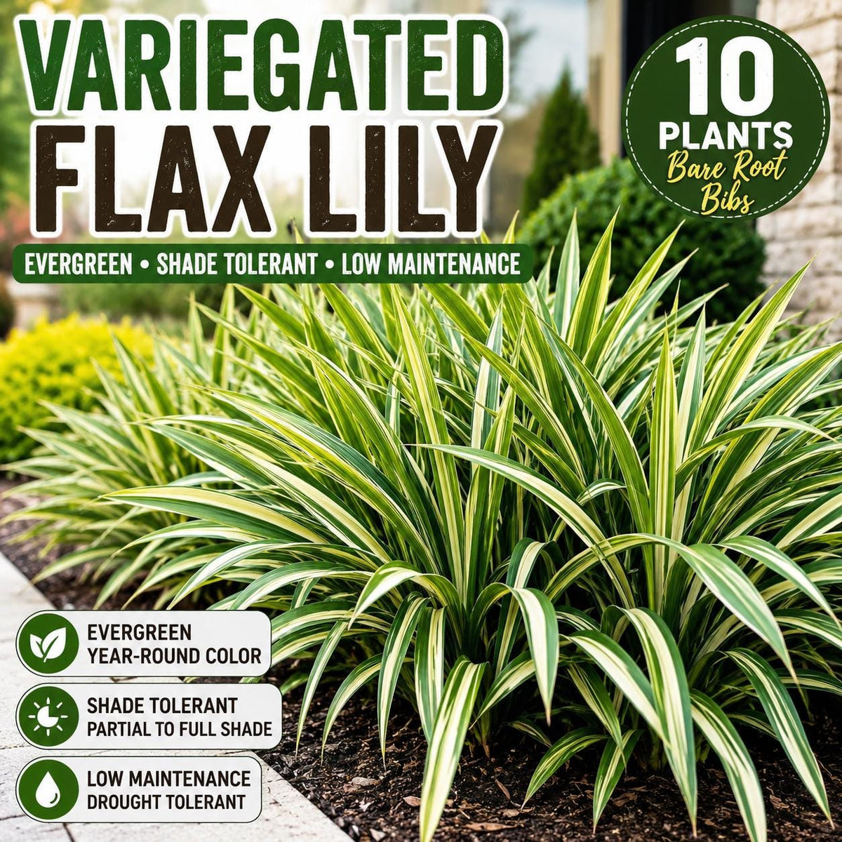 10 Variegated Flax Lily Plants | Evergreen Shade Tolerant Groundcover