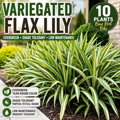 10 Variegated Flax Lily Plants | Evergreen Shade Tolerant Groundcover