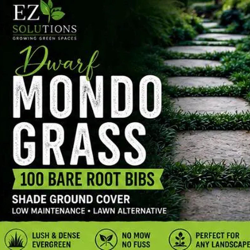 Dwarf Mondo Grass 100 Bibs | Shade Ground Cover | Low Maintenance Lawn Alternative