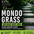 Dwarf Mondo Grass 100 Bibs | Shade Ground Cover | Low Maintenance Lawn Alternative