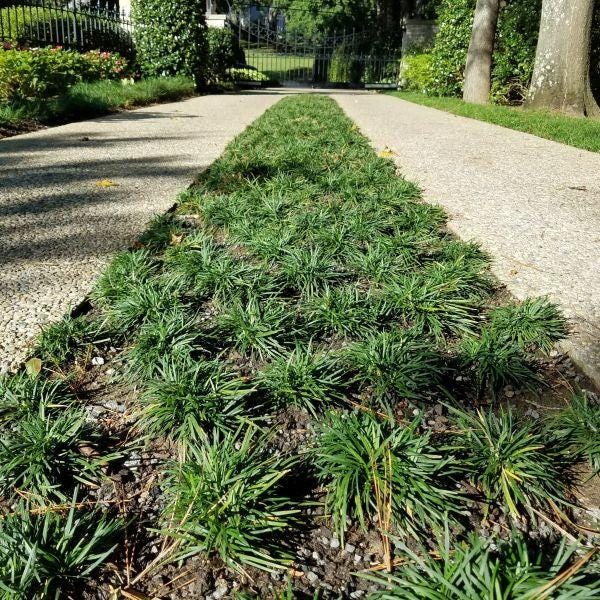 500 Dwarf Mondo Grass Plants (Bibs) | Bulk Shade Ground Cover | Low Maintenance Landscape Plants