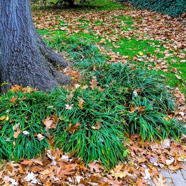 500 Dwarf Mondo Grass Plants (Bibs) | Bulk Shade Ground Cover | Low Maintenance Landscape Plants