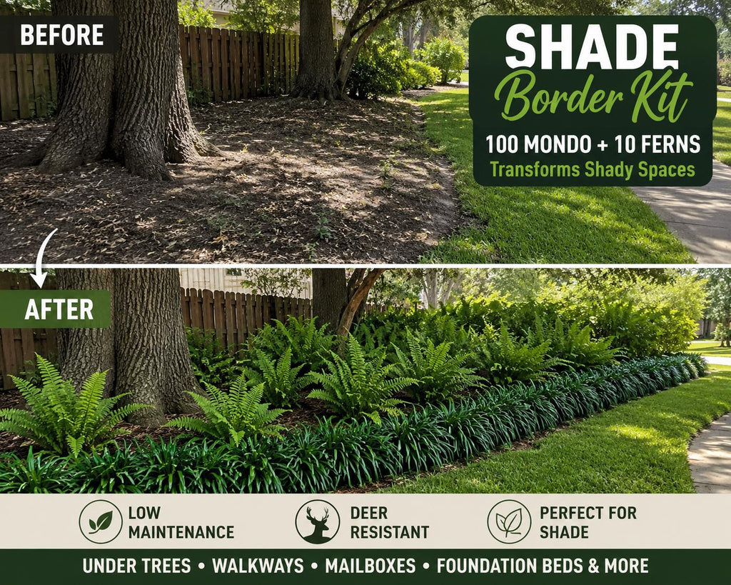 Shade Garden Starter Kit | Dwarf Mondo & Autumn Fern Bundle | Under Trees • Borders • Woodland Landscaping