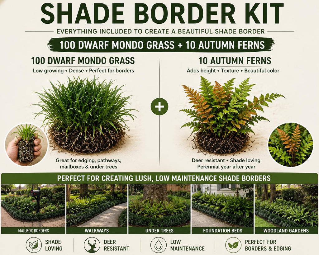Shade Garden Starter Kit | Dwarf Mondo & Autumn Fern Bundle | Under Trees • Borders • Woodland Landscaping
