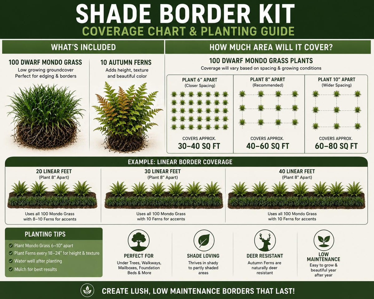 Shade Garden Starter Kit | Dwarf Mondo & Autumn Fern Bundle | Under Trees • Borders • Woodland Landscaping