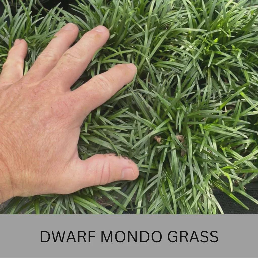 50 Dwarf Mondo Grass Plants | Low Maintenance Evergreen Ground Cover, Shade Border