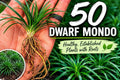 50 Dwarf Mondo Grass Plants | Low Maintenance Evergreen Ground Cover, Shade Border