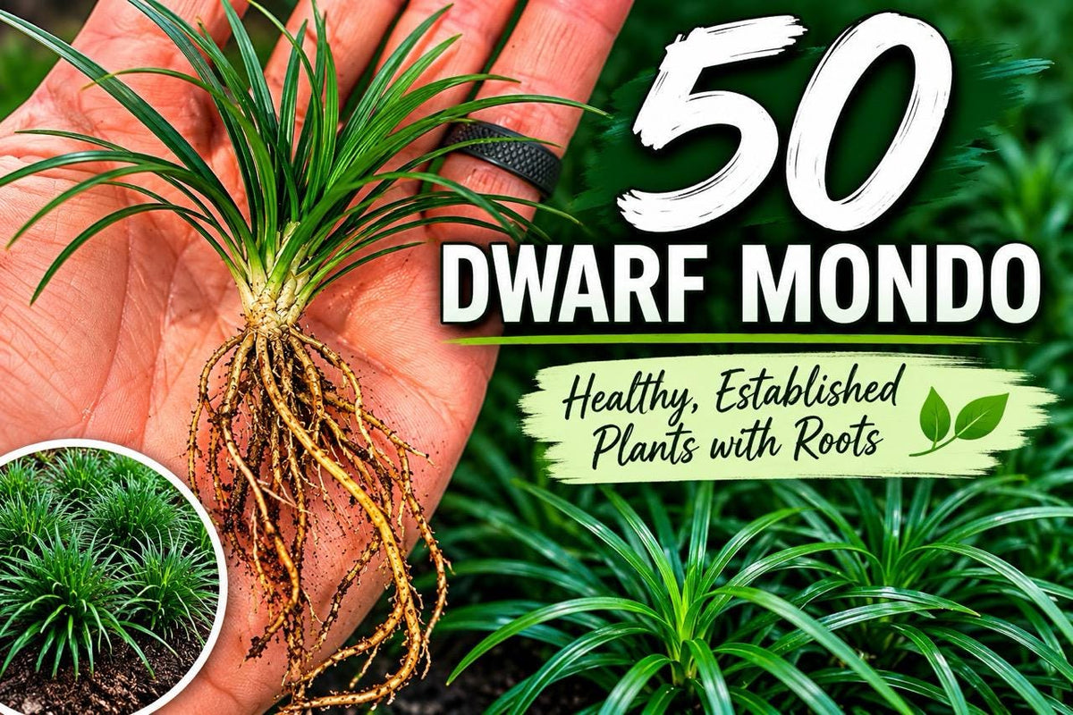 50 Dwarf Mondo Grass Plants | Low Maintenance Evergreen Ground Cover, Shade Border