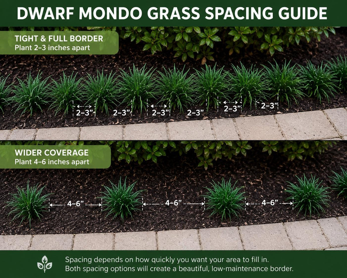 50 Dwarf Mondo Grass Plants | Low Maintenance Evergreen Ground Cover, Shade Border