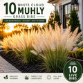 White Muhly Grass 10 Bibs | White Ornamental Grass Plants | Coastal Landscape Accent