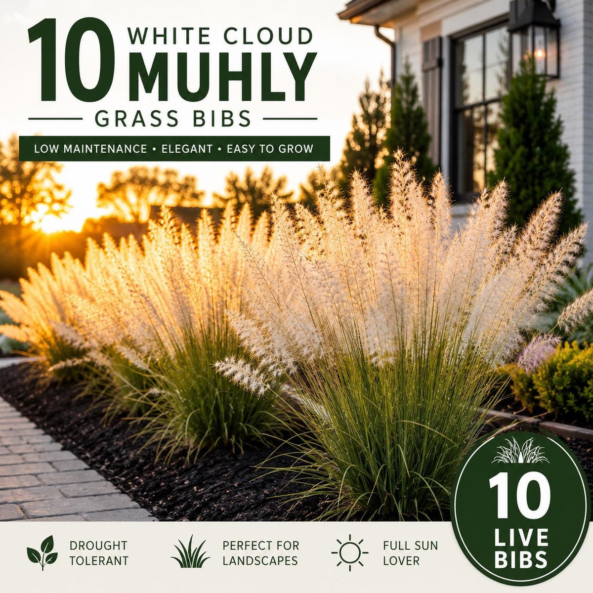 White Muhly Grass 10 Bibs | White Ornamental Grass Plants | Coastal Landscape Accent