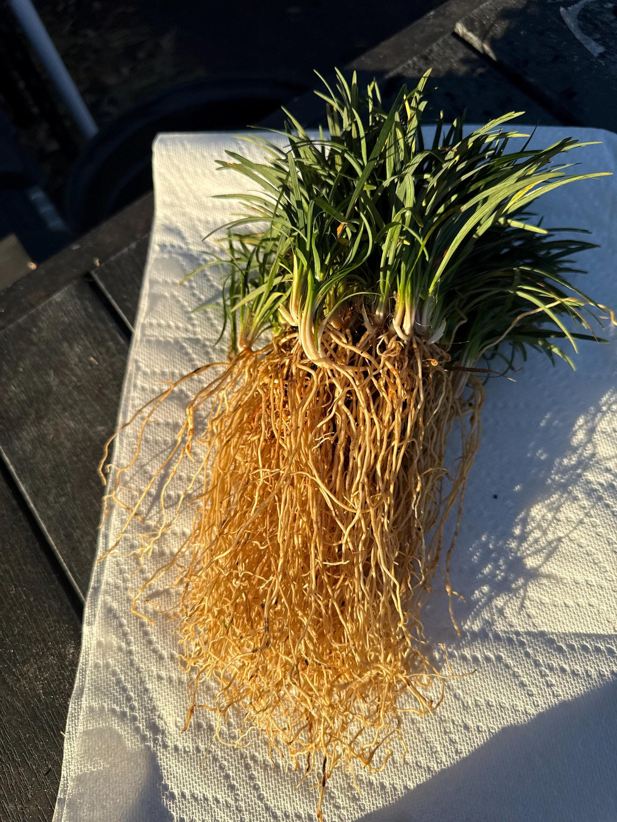 250 Dwarf Mondo Grass Bibs | Low Maintenance Shade Ground Cover Plants