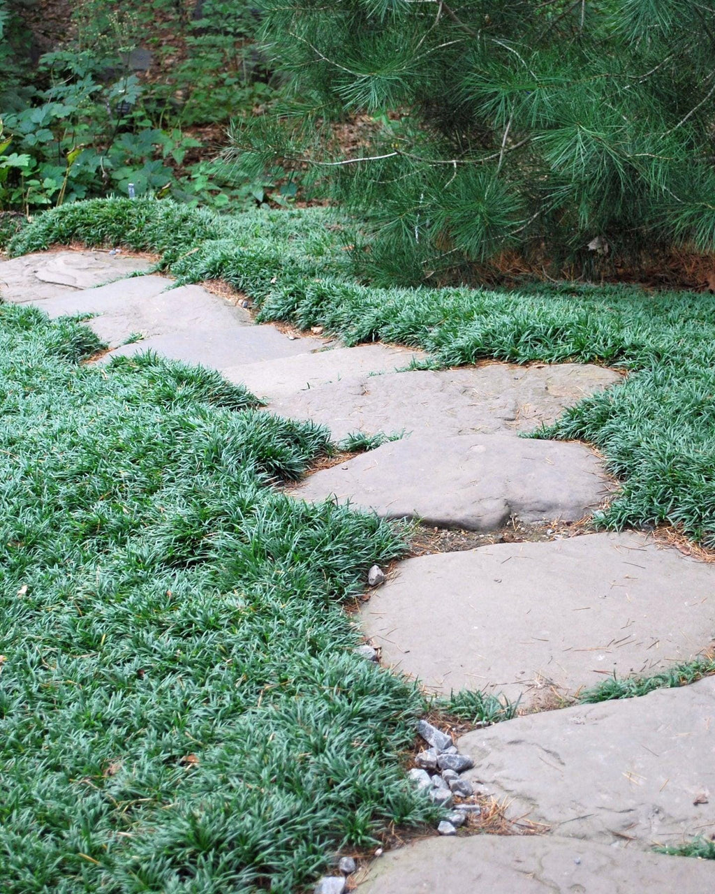 500 Dwarf Mondo Grass Plants (Bibs) | Bulk Shade Ground Cover | Low Maintenance Landscape Plants