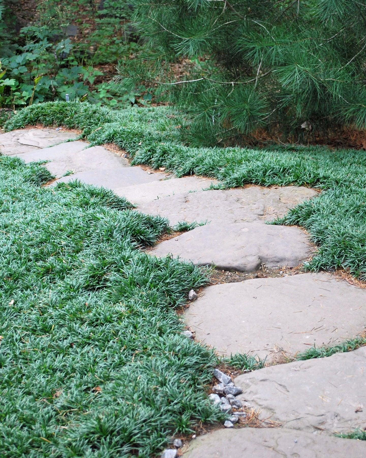500 Dwarf Mondo Grass Plants (Bibs) | Bulk Shade Ground Cover | Low Maintenance Landscape Plants