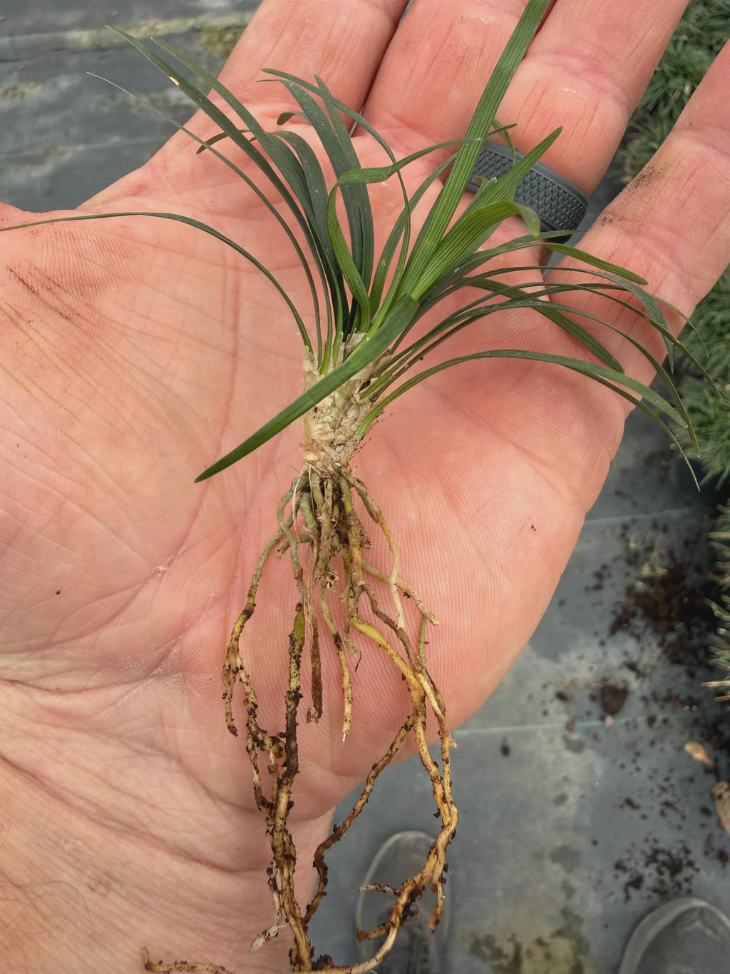 50 Dwarf Mondo Grass Plants | Low Maintenance Evergreen Ground Cover, Shade Border