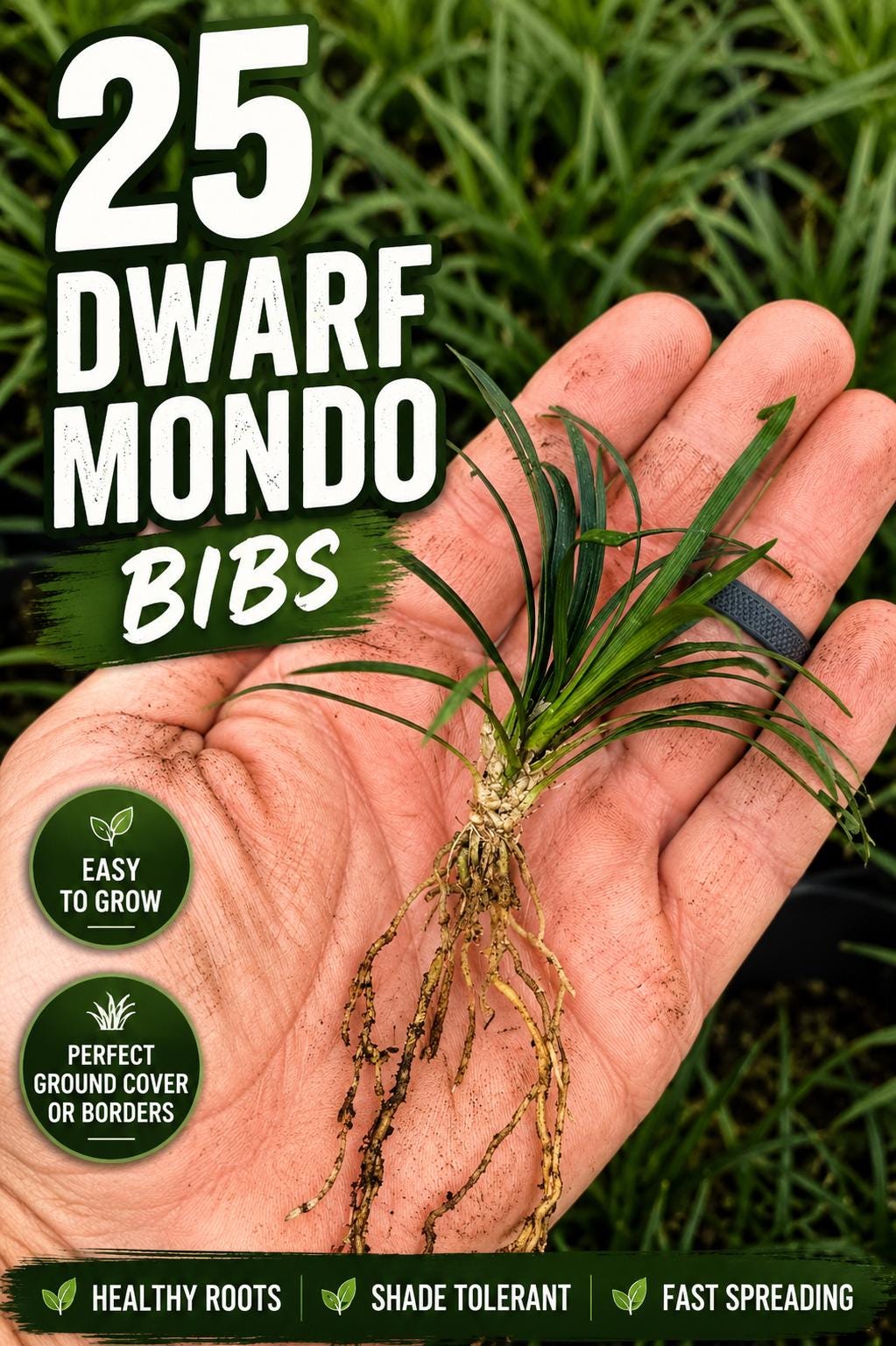 25 Dwarf Mondo Grass Plants – Bare Root Ground Cover, Shade Lawn Alternative
