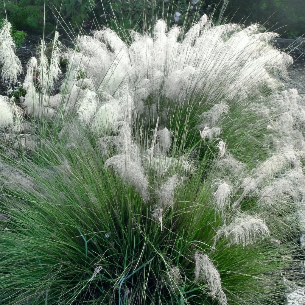 White Muhly Grass 10 Bibs | White Ornamental Grass Plants | Coastal Landscape Accent