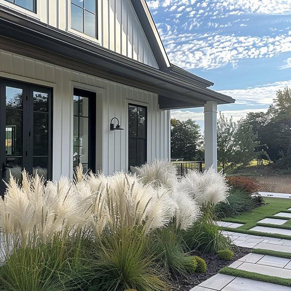 White Muhly Grass 10 Bibs | White Ornamental Grass Plants | Coastal Landscape Accent