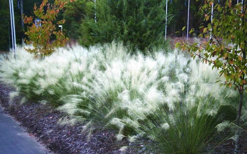 White Muhly Grass 10 Bibs | White Ornamental Grass Plants | Coastal Landscape Accent