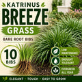 10 Katrinus Breeze Grass Bibs | Bare Root Lomandra Divisions | Low Maintenance Ornamental Grass | Drought Tolerant