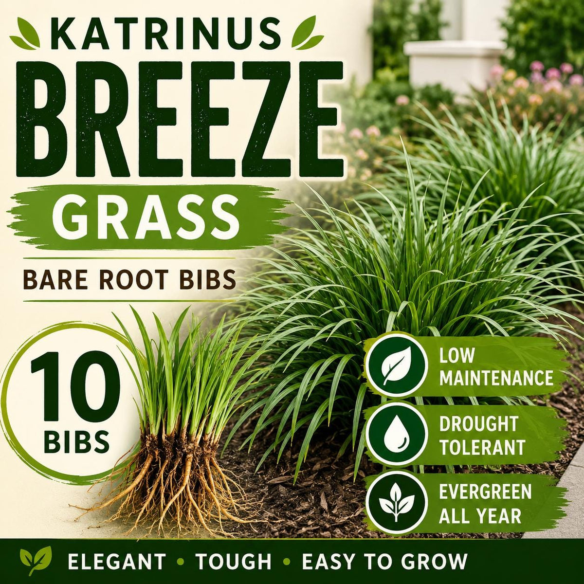 10 Katrinus Breeze Grass Bibs | Bare Root Lomandra Divisions | Low Maintenance Ornamental Grass | Drought Tolerant