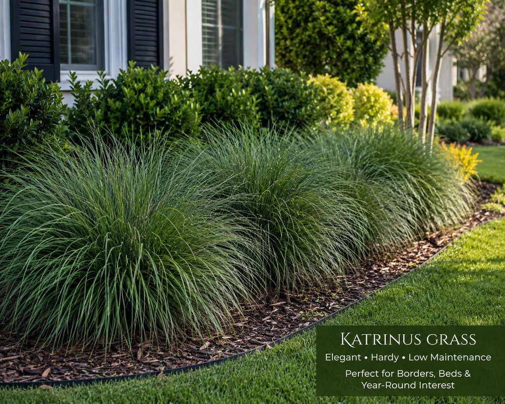 10 Katrinus Breeze Grass Bibs | Bare Root Lomandra Divisions | Low Maintenance Ornamental Grass | Drought Tolerant