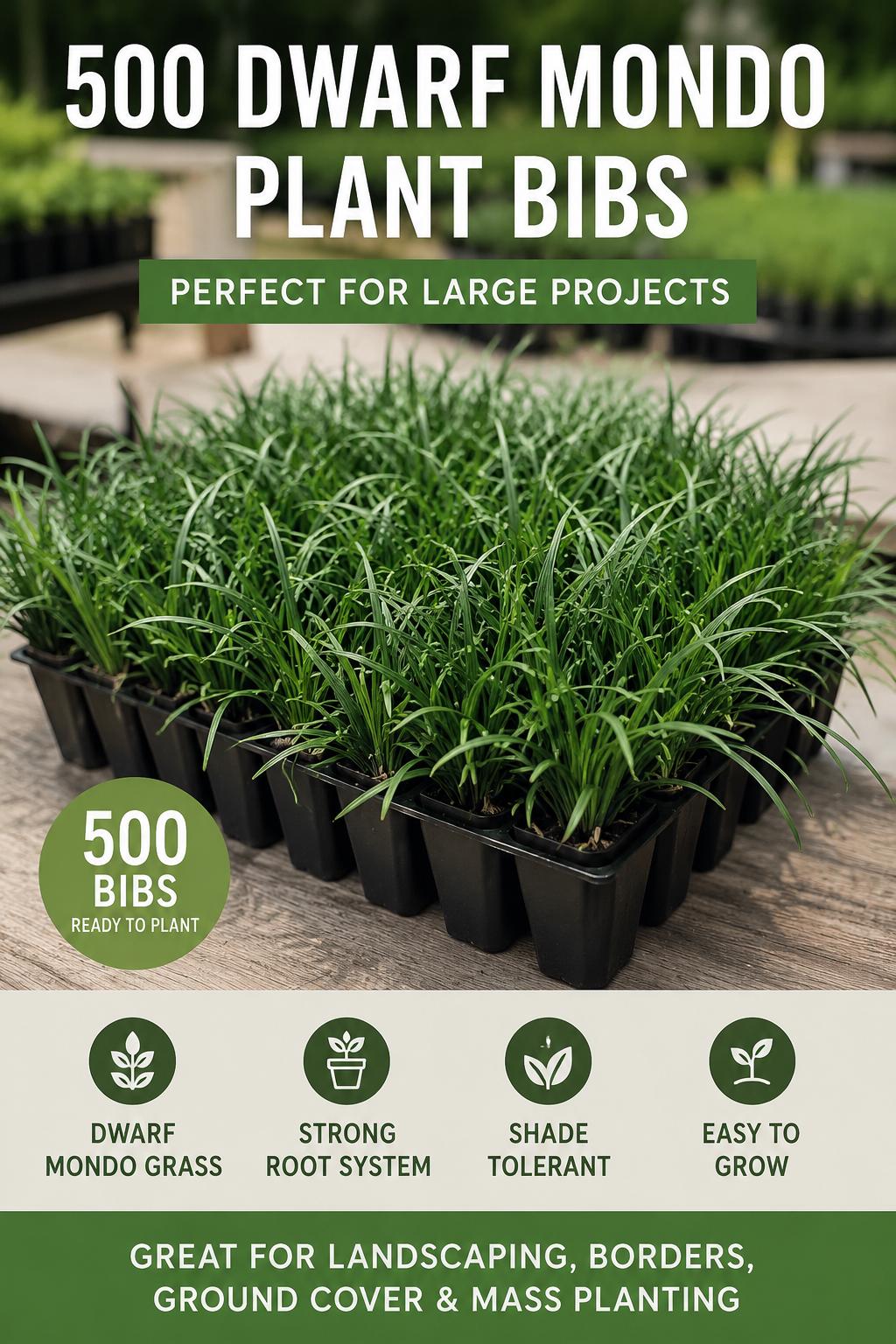 500 Dwarf Mondo Grass Plants (Bibs) | Bulk Shade Ground Cover | Low Maintenance Landscape Plants
