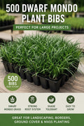 500 Dwarf Mondo Grass Plants (Bibs) | Bulk Shade Ground Cover | Low Maintenance Landscape Plants