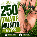250 Dwarf Mondo Grass Bibs | Low Maintenance Shade Ground Cover Plants