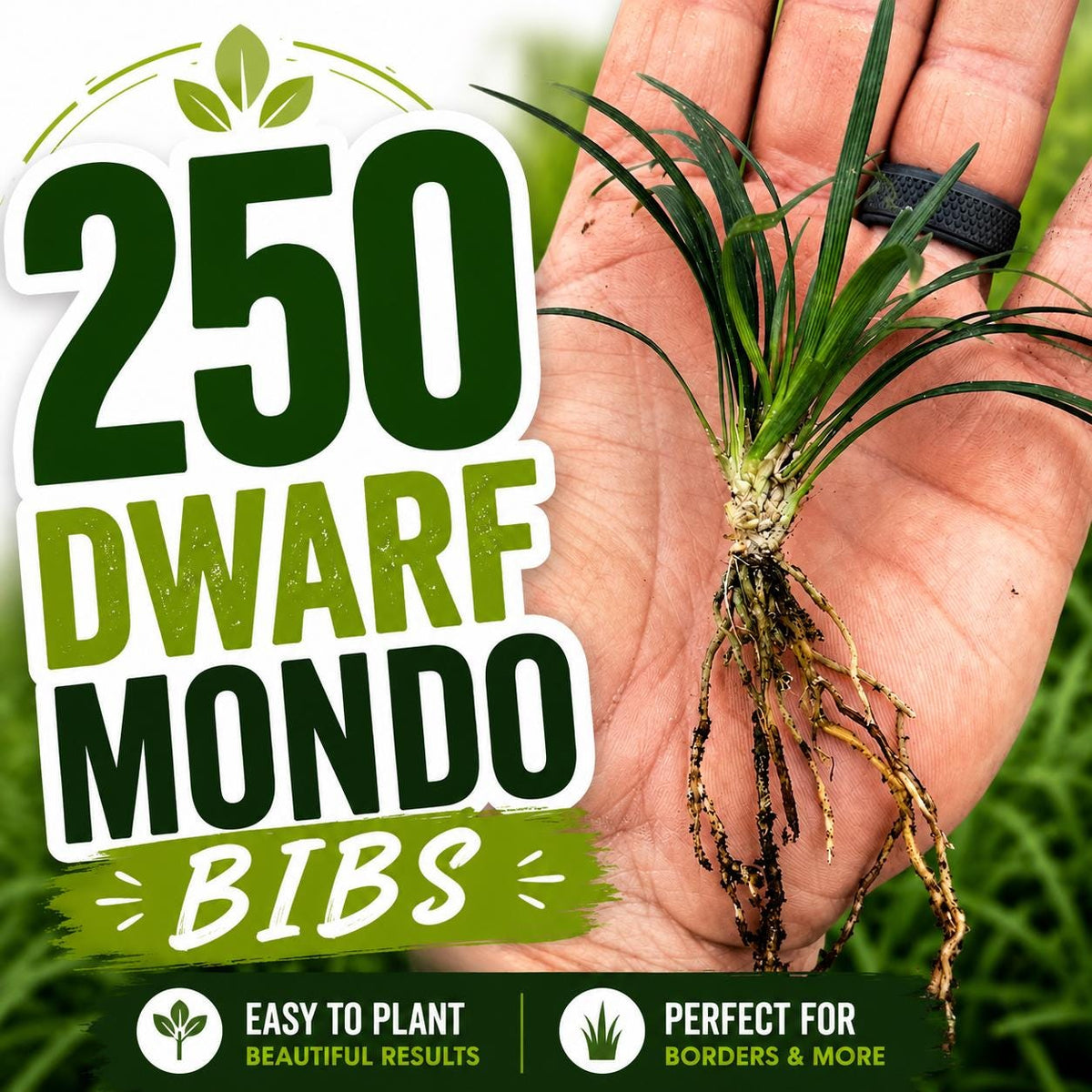 250 Dwarf Mondo Grass Bibs | Low Maintenance Shade Ground Cover Plants