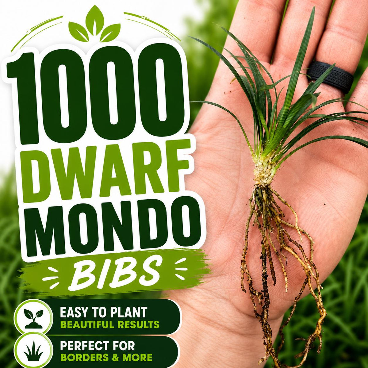 1000 Dwarf Mondo Grass Plants (Bibs) | Bulk Ground Cover | Shade Landscape Plants | No Mow Grass Alternative