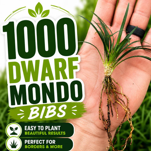 1000 Dwarf Mondo Grass Plants (Bibs) | Bulk Ground Cover | Shade Landscape Plants | No Mow Grass Alternative