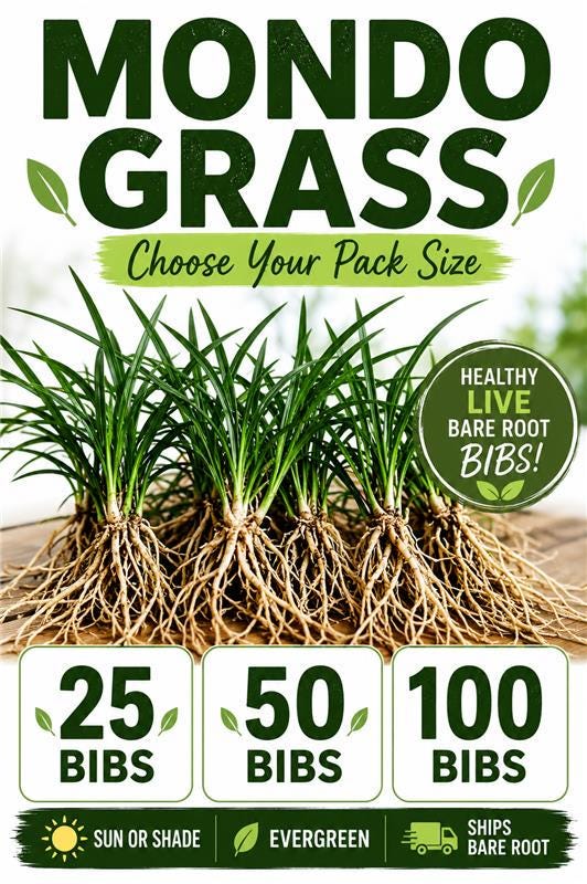 Mondo Grass Plants (25, 50, 100) | Monkey Grass Ground Cover | Live Bare Root Border Grass | Sun or Shade Landscape